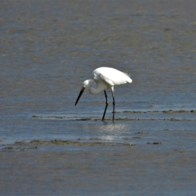 Egretta garzetta (Little Egret) at Bushland Beach, QLD - 23 May 2021 by TerryS