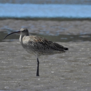 Numenius madagascariensis at Bushland Beach, QLD - 19 Mar 2016 10:56 AM