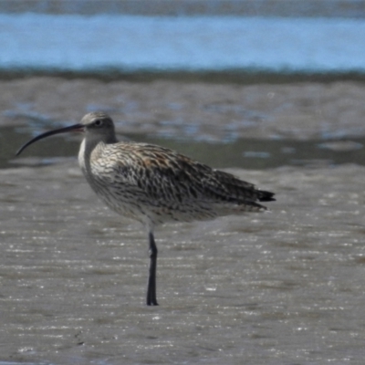 Numenius madagascariensis (Eastern Curlew) at Bushland Beach, QLD - 18 Mar 2016 by TerryS