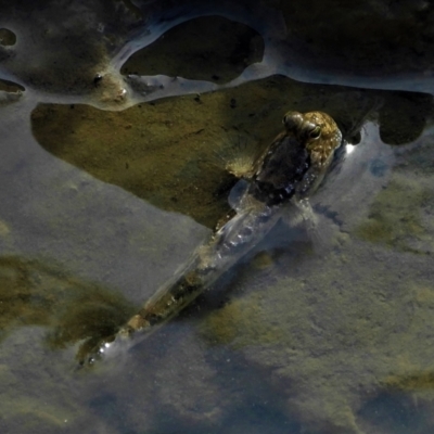 Unverified Marine Fish Uncategorised at Bushland Beach, QLD - 23 May 2021 by TerryS