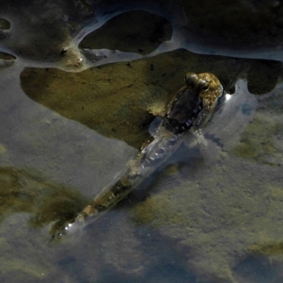 Unidentified Marine Fish Uncategorised at Bushland Beach, QLD - 23 May 2021 by TerryS