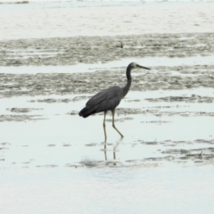 Egretta novaehollandiae (White-faced Heron) at Bushland Beach, QLD - 23 May 2021 by TerryS