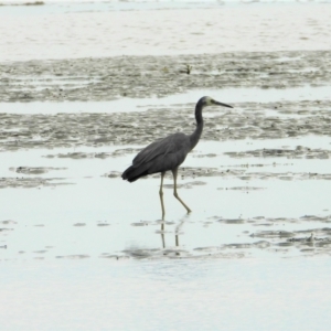 Egretta novaehollandiae at Bushland Beach, QLD - 23 May 2021 10:24 AM