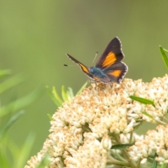 Paralucia aurifera (Bright Copper) at Paddys River, ACT - 16 Jan 2022 by Helberth