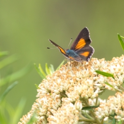 Paralucia aurifera (Bright Copper) at Paddys River, ACT - 16 Jan 2022 by Helberth