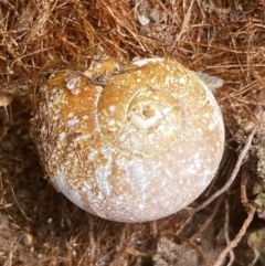 Austrorhytida capillacea (Common Southern Carnivorous Snail) at Molonglo Valley, ACT - 24 Jan 2022 by SteveBorkowskis