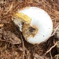 Austrorhytida capillacea at Molonglo Valley, ACT - 24 Jan 2022