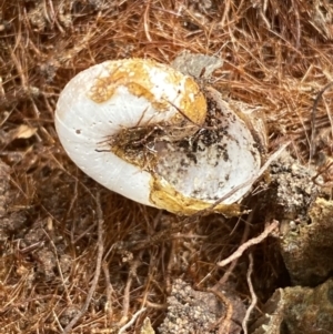 Austrorhytida capillacea at Molonglo Valley, ACT - 24 Jan 2022