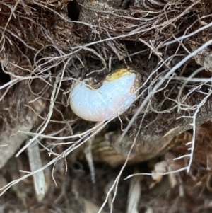 Austrorhytida capillacea at Molonglo Valley, ACT - 24 Jan 2022