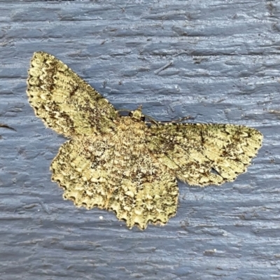 Hypodoxa muscosaria (Textured Emerald) at Broulee Moruya Nature Observation Area - 23 Jan 2022 by PeterA