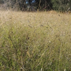 Eragrostis brownii (Common Love Grass) at Tidbinbilla Nature Reserve - 23 Jan 2022 by michaelb
