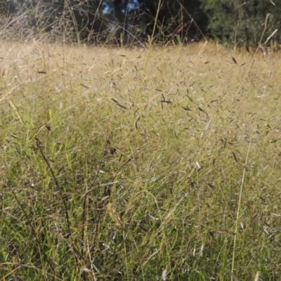 Eragrostis brownii (Common Love Grass) at Tidbinbilla Nature Reserve - 23 Jan 2022 by michaelb