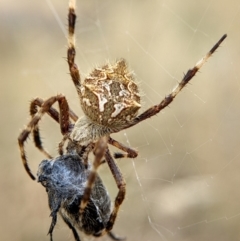 Backobourkia heroine (Heroic Orb-weaver) at Watson, ACT - 23 Jan 2022 by sbittinger