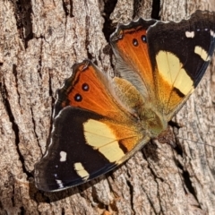 Vanessa itea (Yellow Admiral) at Mount Majura - 23 Jan 2022 by sbittinger