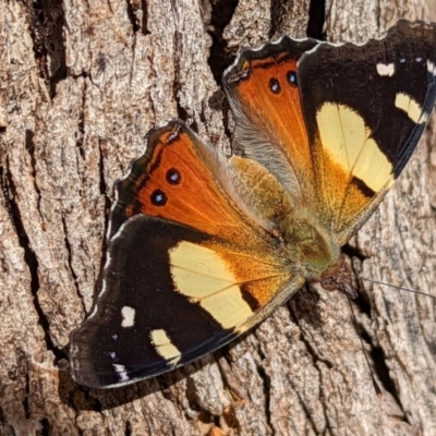 Vanessa itea (Yellow Admiral) at Watson, ACT - 23 Jan 2022 by sbittinger