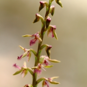 Corunastylis fimbriata at suppressed - 24 Jan 2022