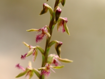 Corunastylis fimbriata (Fringed Midge Orchid) at Wingecarribee Local Government Area - 24 Jan 2022 by Snowflake