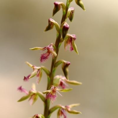 Corunastylis fimbriata (Fringed Midge Orchid) at Glenquarry, NSW - 23 Jan 2022 by Snowflake