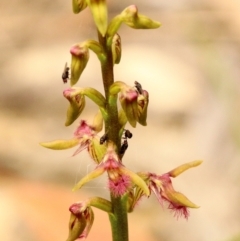 Corunastylis fimbriata at Wingecarribee Local Government Area - suppressed