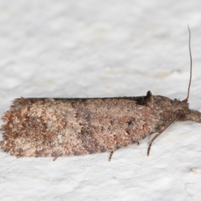 Rupicolana orthias (A tortrix or leafroller moth) at Melba, ACT - 6 Nov 2021 by kasiaaus