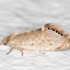 Eupselia melanostrepta at Melba, ACT - 6 Nov 2021