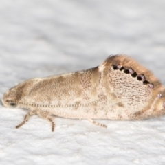 Eupselia melanostrepta (A Twig moth) at Melba, ACT - 6 Nov 2021 by kasiaaus