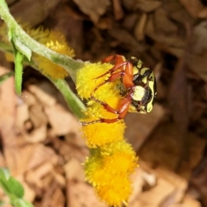 Eupoecila australasiae at Aranda, ACT - 23 Jan 2022