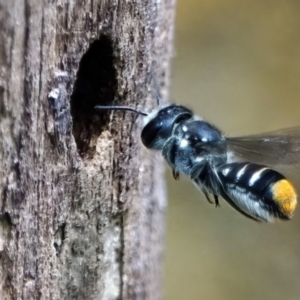 Megachile (Hackeriapis) oblonga at Page, ACT - 22 Jan 2022