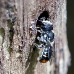Megachile (Hackeriapis) oblonga at Page, ACT - 22 Jan 2022