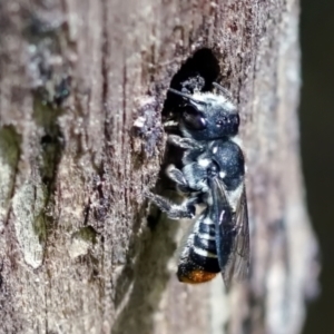 Megachile (Hackeriapis) oblonga at Page, ACT - 22 Jan 2022