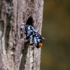 Megachile (Hackeriapis) oblonga at Page, ACT - 22 Jan 2022