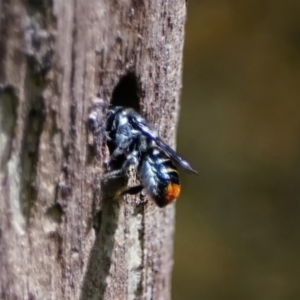 Megachile (Hackeriapis) oblonga at Page, ACT - 22 Jan 2022