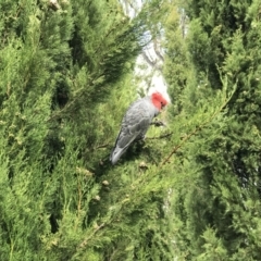 Callocephalon fimbriatum (Gang-gang Cockatoo) at Deakin, ACT - 14 Nov 2021 by KimF