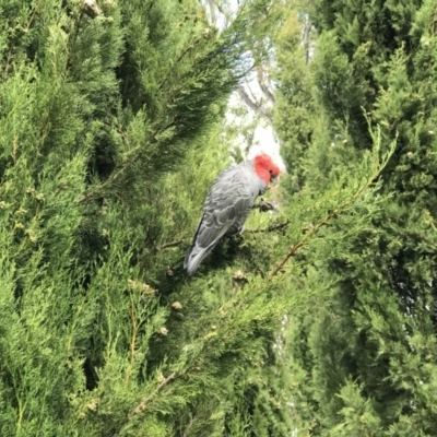 Callocephalon fimbriatum (Gang-gang Cockatoo) at Deakin, ACT - 14 Nov 2021 by KimF