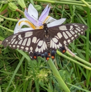 Papilio anactus at Gateway Island, VIC - 24 Jan 2022 12:53 PM