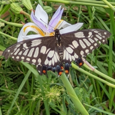 Papilio anactus (Dainty Swallowtail) at Gateway Island, VIC - 24 Jan 2022 by ChrisAllen