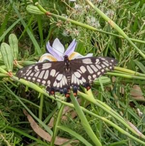 Papilio anactus at Gateway Island, VIC - 24 Jan 2022