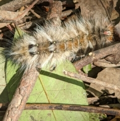 Anthela (genus) immature (Unidentified Anthelid Moth) at Gateway Island, VIC - 24 Jan 2022 by ChrisAllen