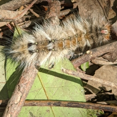 Unidentified Anthelid moth (Anthelidae) at Gateway Island, VIC - 24 Jan 2022 by ChrisAllen