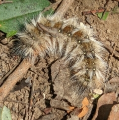 Anthela (genus) immature at Gateway Island, VIC - 24 Jan 2022 11:08 AM