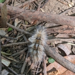 Anthela (genus) immature at Gateway Island, VIC - 24 Jan 2022 11:08 AM