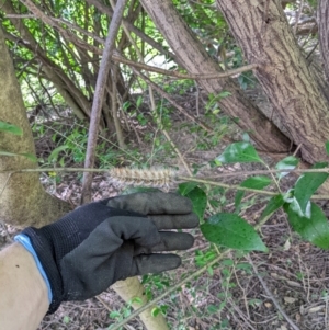 Anthela (genus) immature at Gateway Island, VIC - 24 Jan 2022 11:08 AM