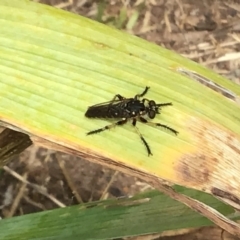 Thereutria amaraca (Spine-legged Robber Fly) at McKellar, ACT - 24 Jan 2022 by Kalay