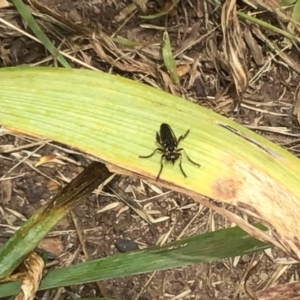 Thereutria amaraca at McKellar, ACT - 24 Jan 2022