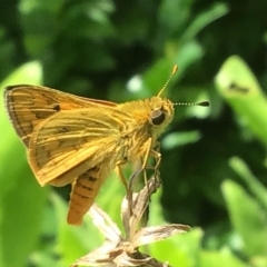 Ocybadistes walkeri (Green Grass-dart) at McKellar, ACT - 24 Jan 2022 by Kalay