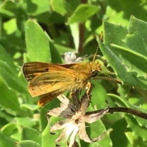 Ocybadistes walkeri at McKellar, ACT - 24 Jan 2022