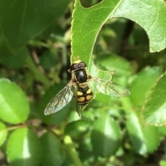 Simosyrphus grandicornis (Common hover fly) at McKellar, ACT - 24 Jan 2022 by Kalay