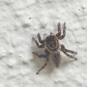 Maratus griseus at Turner, ACT - 24 Jan 2022