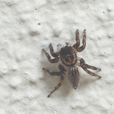 Maratus griseus (Jumping spider) at Turner, ACT - 24 Jan 2022 by LD12