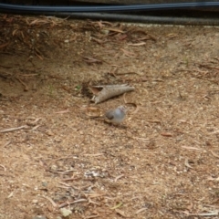 Geopelia cuneata at Wanniassa, ACT - 24 Jan 2022 02:30 PM